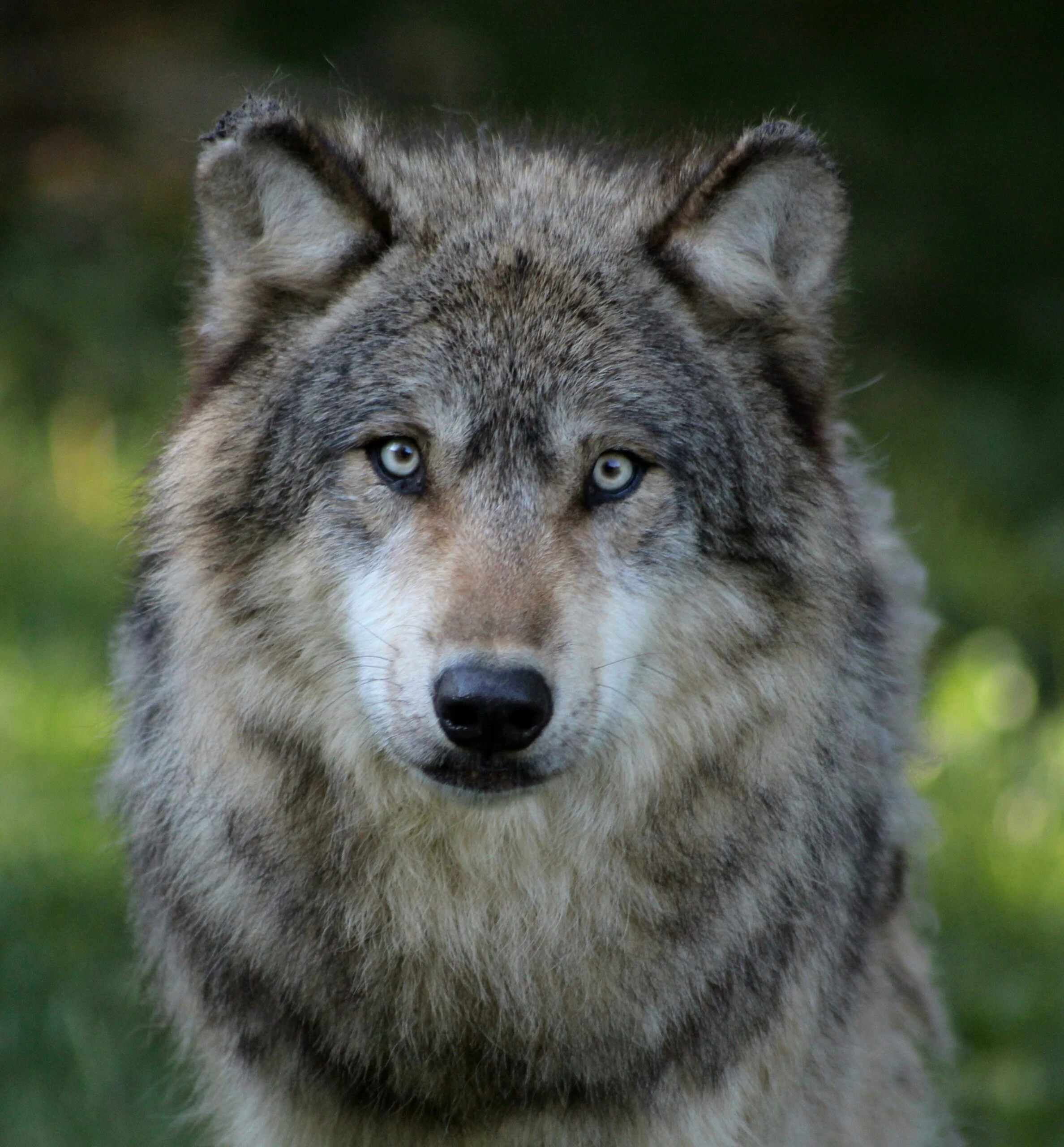Loup de face