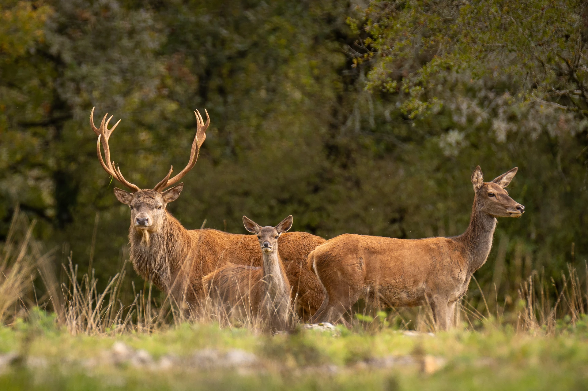 Photo d'une famille de cerf