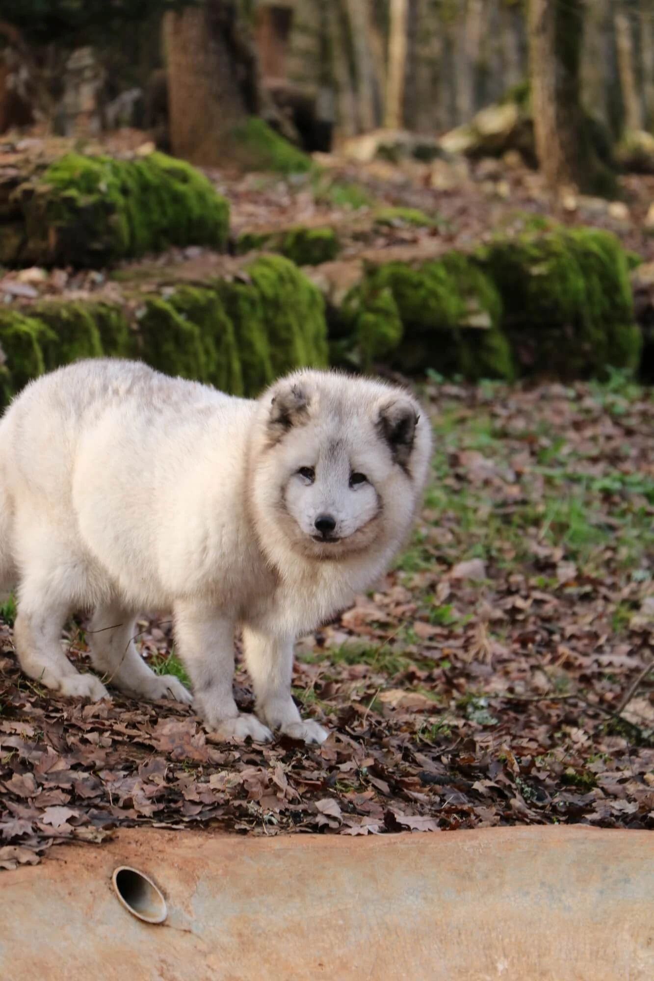 Nourrissage des renards polaires