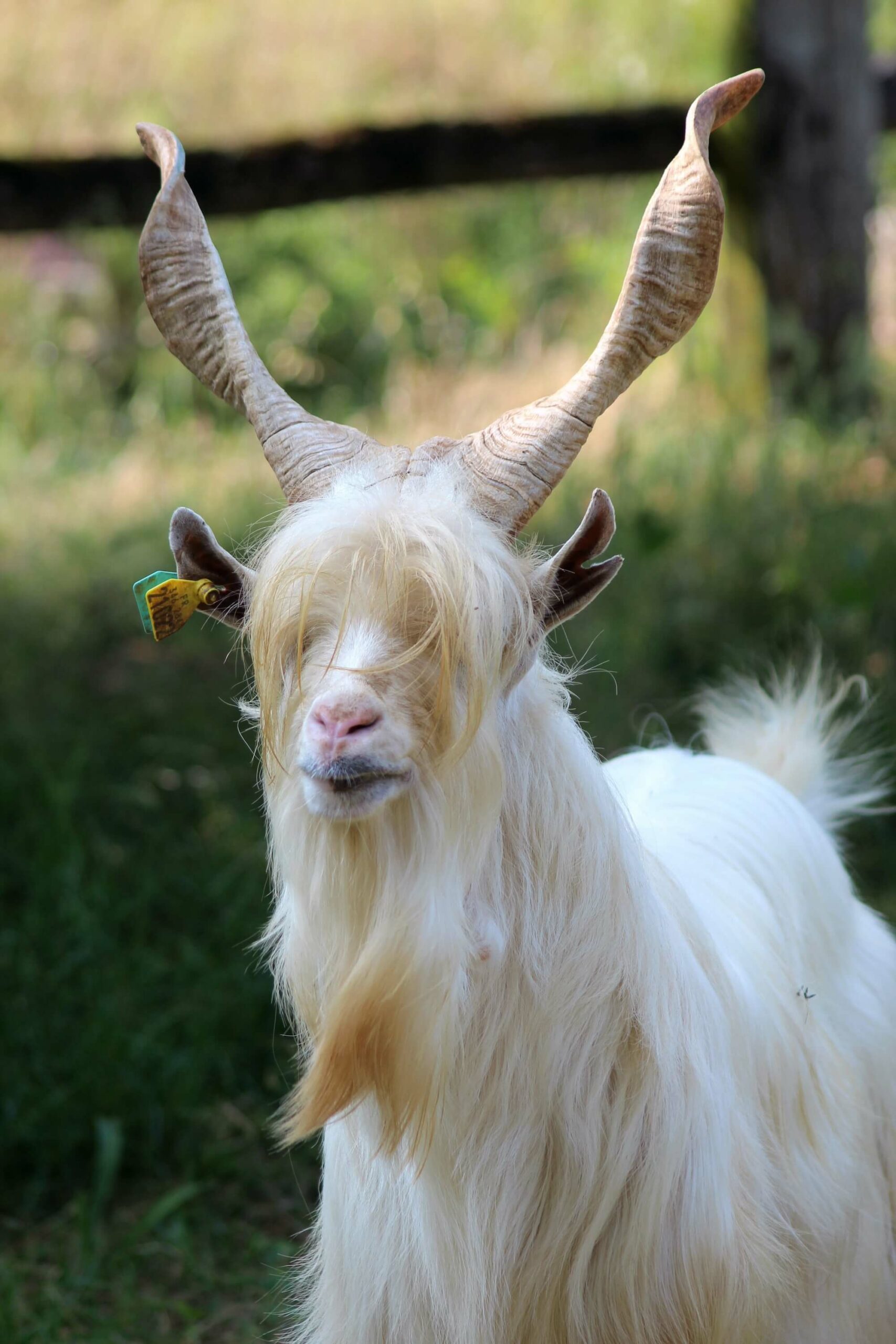 Parc Animalier de Gramat - Chèvre Girgentana