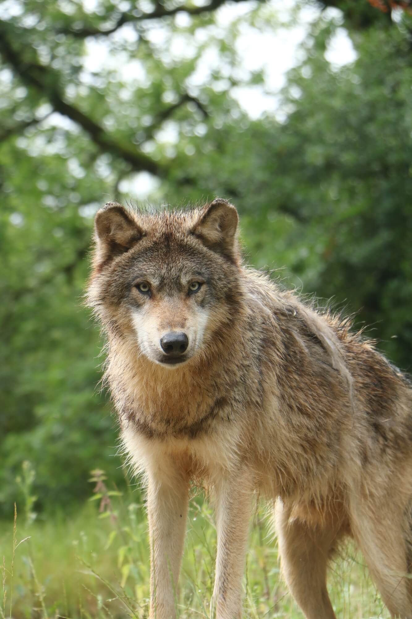Nourrissage des loups